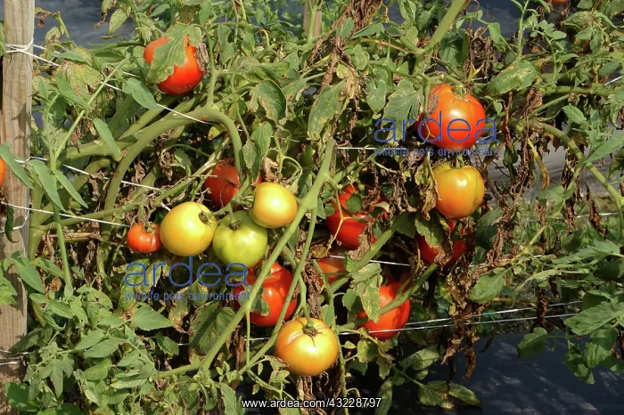 : Tomatoes, Crista Variety : Tomatoes, Crista Variety