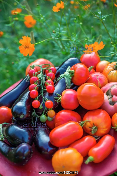 : Tomatoes and eggplants in a kitchen garden, Provence : Tomatoes and eggplants in a kitchen garden, Provence