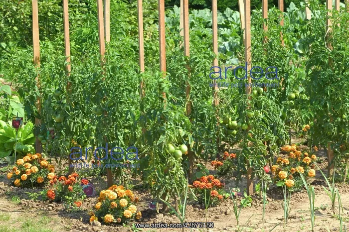 : Tomatoes growing in Allotment / Vegetable Garden : Tomatoes growing in Allotment / Vegetable Garden