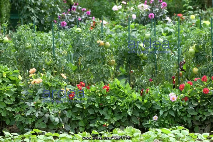 : Tomatoes growing in Allotment / Vegetable Garden : Tomatoes growing in Allotment / Vegetable Garden
