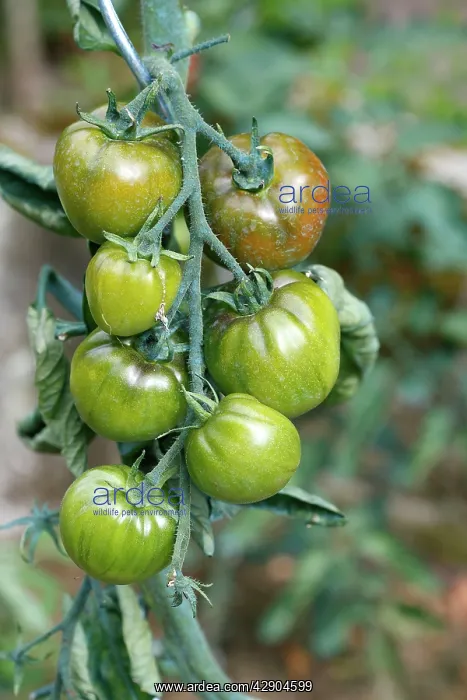 : Tomatoes - growing in garden : Tomatoes - growing in garden