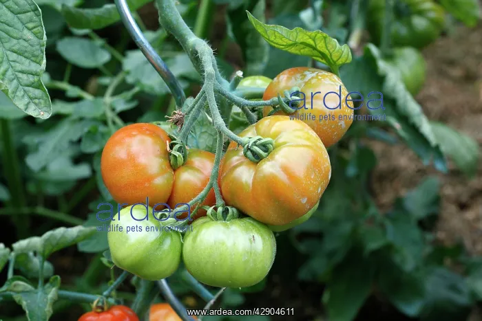 : Tomatoes - growing in garden : Tomatoes - growing in garden
