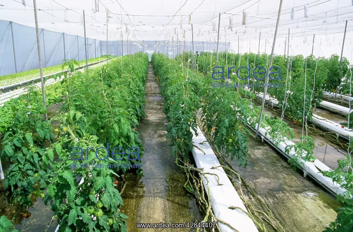 : Tomatoes - growing - using hydroponics : Tomatoes - growing - using hydroponics