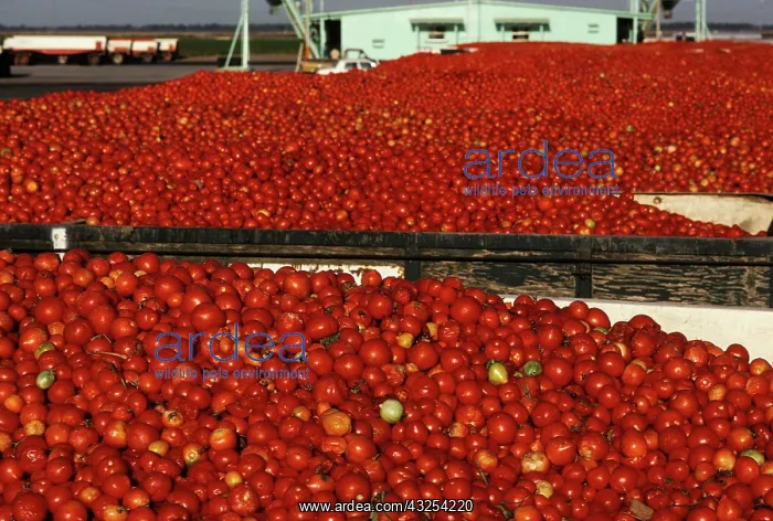 : Tomatoes loaded into trucks : Tomatoes loaded into trucks