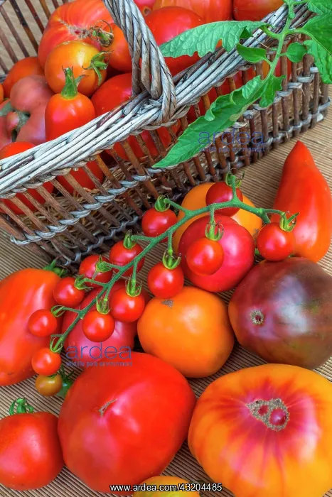 : Tomatoes Supersweet 100, Cornue des andes, Coeur : Tomatoes Supersweet 100, Cornue des andes, Coeur