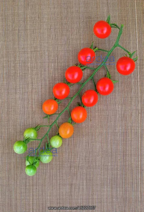 : Tomatoes Supersweet 100, Provence, France : Tomatoes Supersweet 100, Provence, France