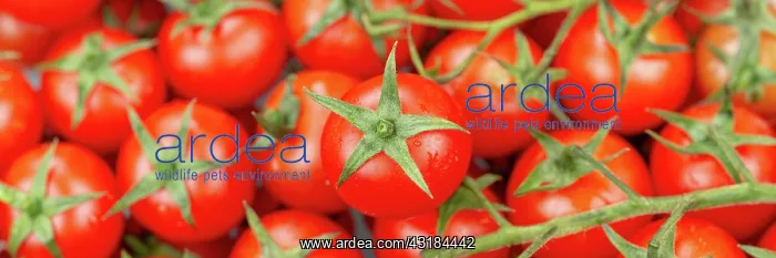 : Tomatoes Tomato Vegetables from above Panorama : Tomatoes Tomato Vegetables from above Panorama