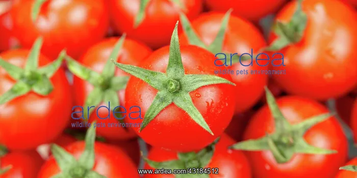 : Tomatoes Tomato Vegetables from above Panorama : Tomatoes Tomato Vegetables from above Panorama