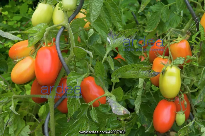 : Tomatos - ripe and green Tomato fruits hanging : Tomatos - ripe and green Tomato fruits hanging
