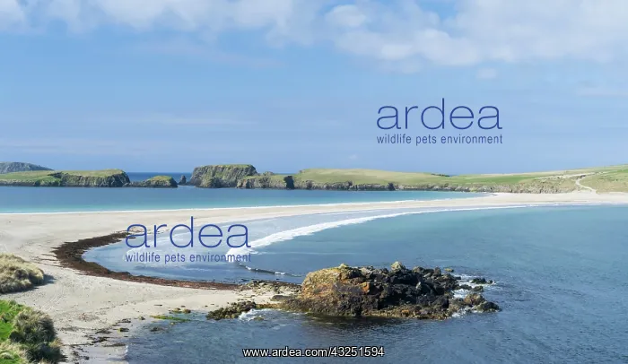 : Tombolo connecting St Ninian's Isle with : Tombolo connecting St Ninian's Isle with