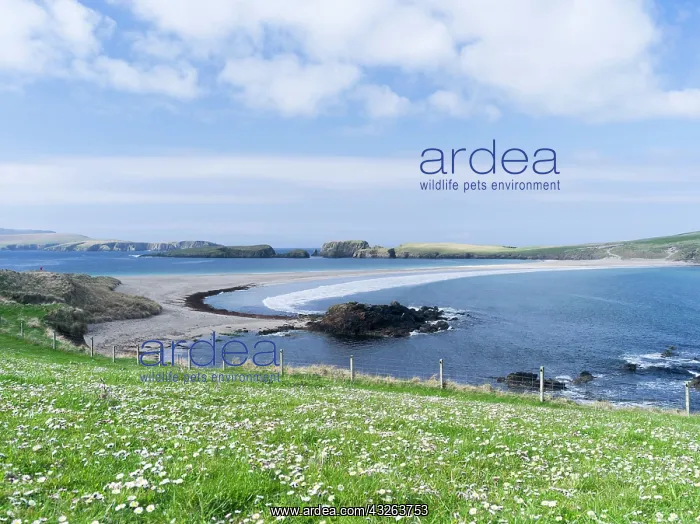 : Tombolo connecting St Ninian's Isle with : Tombolo connecting St Ninian's Isle with
