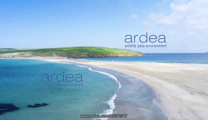 : Tombolo connecting St Ninian's Isle with : Tombolo connecting St Ninian's Isle with