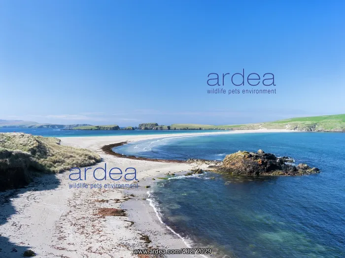 : Tombolo connecting St Ninian's Isle with : Tombolo connecting St Ninian's Isle with