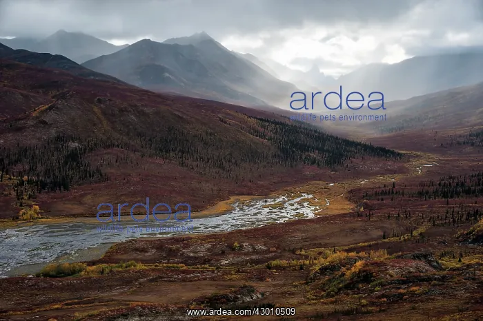 : Tombstone Territorial Park Autumn tundra from the : Tombstone Territorial Park Autumn tundra from the