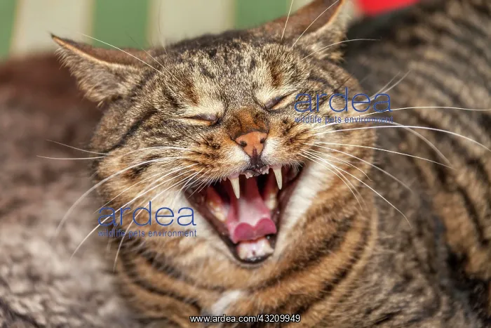: Tomcat yawning : Tomcat yawning