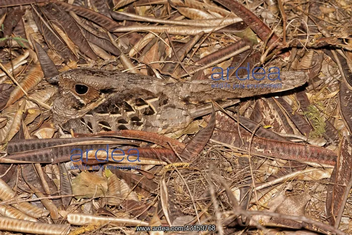 : Tomistoma or False Gharial : Tomistoma or False Gharial