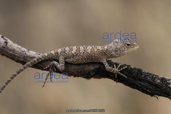 : Tommy Roundhead Dragon Lizard : Tommy Roundhead Dragon Lizard