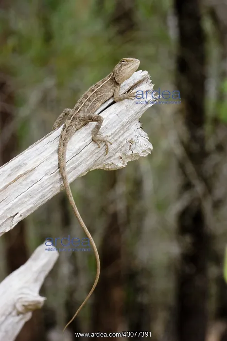 : Tommy roundhead lizard : Tommy roundhead lizard