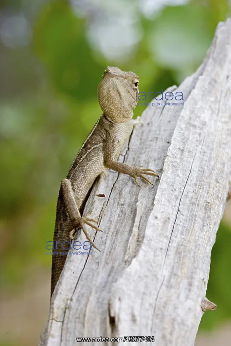 : Tommy roundhead lizard : Tommy roundhead lizard