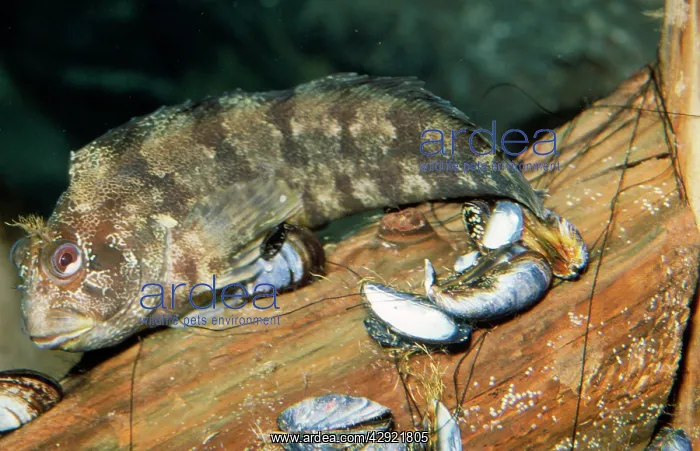 : TOMPOT BLENNY - ON MUSSELS : TOMPOT BLENNY - ON MUSSELS