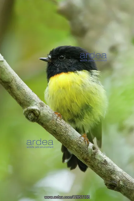 : Tomtit - sitting on a branch in temperate rainforest : Tomtit - sitting on a branch in temperate rainforest