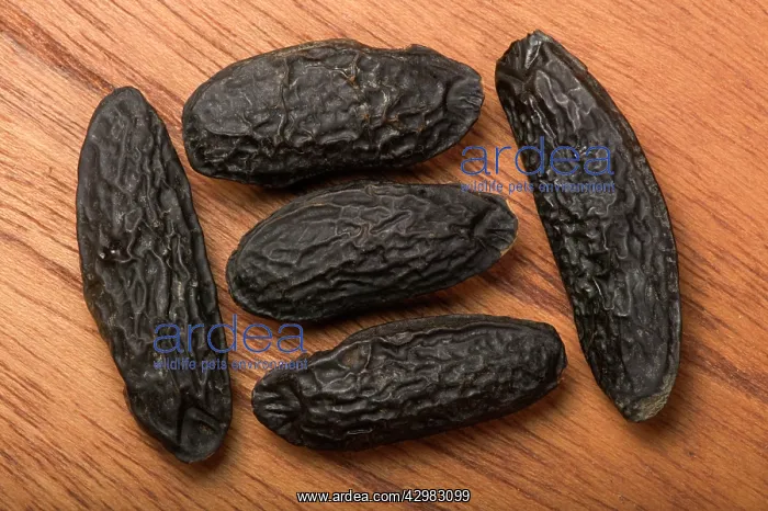 : Tonco bean / Tonquin bean - Seeds : Tonco bean / Tonquin bean - Seeds