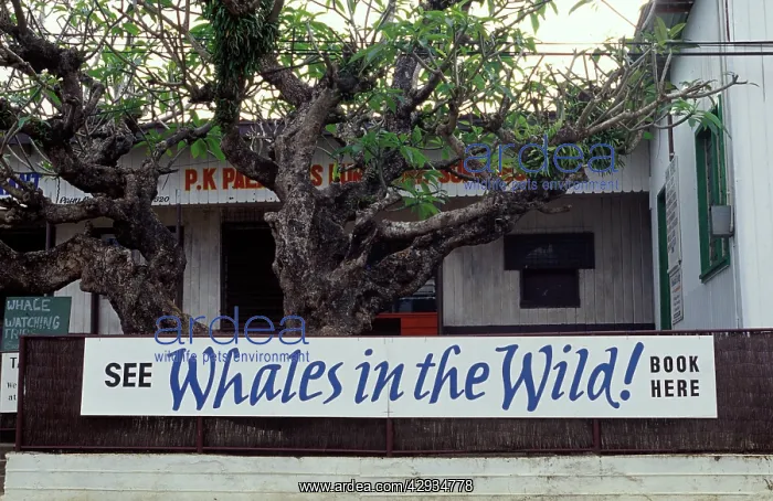 : Tonga, South Pacific - Whale watching advertisement : Tonga, South Pacific - Whale watching advertisement