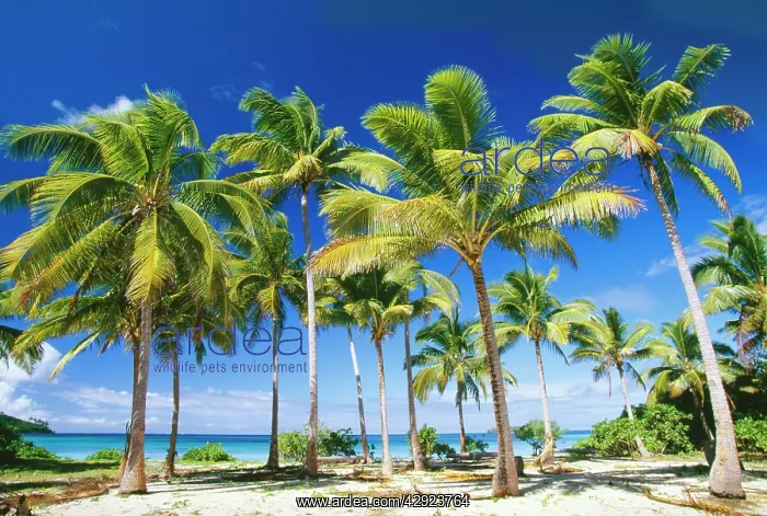 : Tonga - Taunga Island VavaIu Group Kingdom of Tonga : Tonga - Taunga Island VavaIu Group Kingdom of Tonga