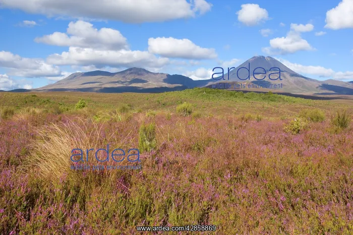 : Tongariro National Park - volcanoes Mount Tongariro : Tongariro National Park - volcanoes Mount Tongariro