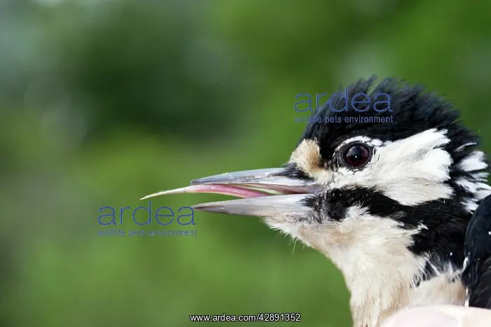 : Tongue of Great-Spotted / Greater-Spotted Woodpecker : Tongue of Great-Spotted / Greater-Spotted Woodpecker