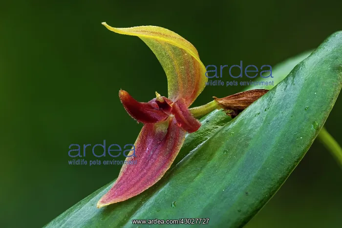: Tongue-Like Lip Pleurothallis, orchid, Antioquia, Colombia : Tongue-Like Lip Pleurothallis, orchid, Antioquia, Colombia