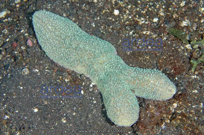  : Tongue Mushroom Coral - in process of splitting - Kubu, Tula