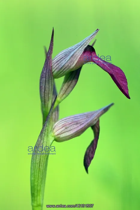 : Tongue Orchid : Tongue Orchid