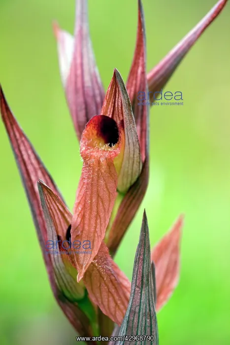 : Tongue orchid - in flower : Tongue orchid - in flower