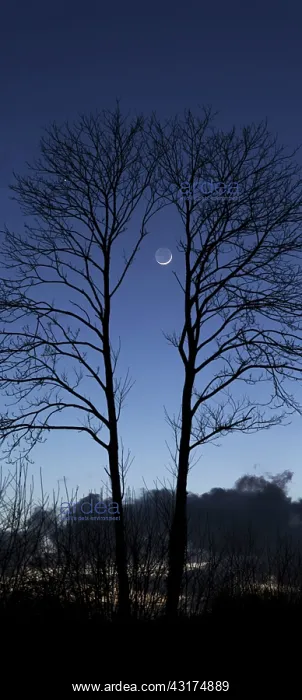 : Tonight the moon adorned his Earthshine is held : Tonight the moon adorned his Earthshine is held