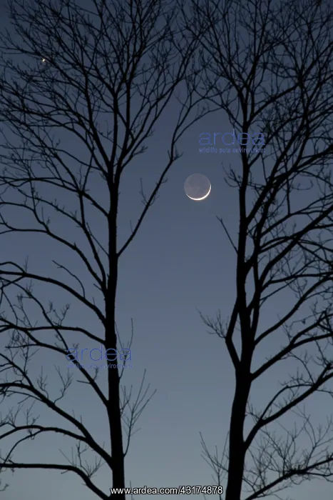 : Tonight, the Moon has joined the duo formed by Venus : Tonight, the Moon has joined the duo formed by Venus