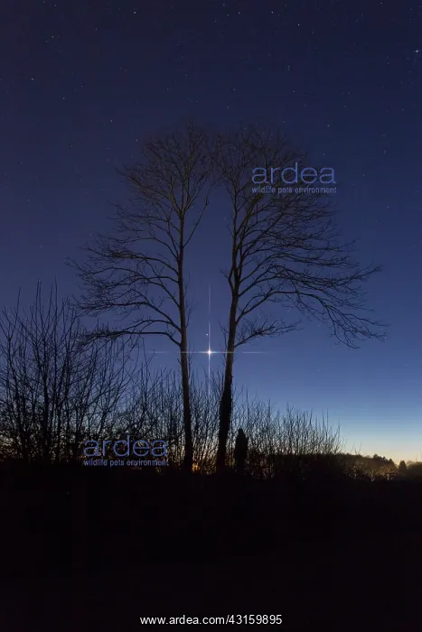 : Tonight, the planets Venus (the brilliant star) : Tonight, the planets Venus (the brilliant star)