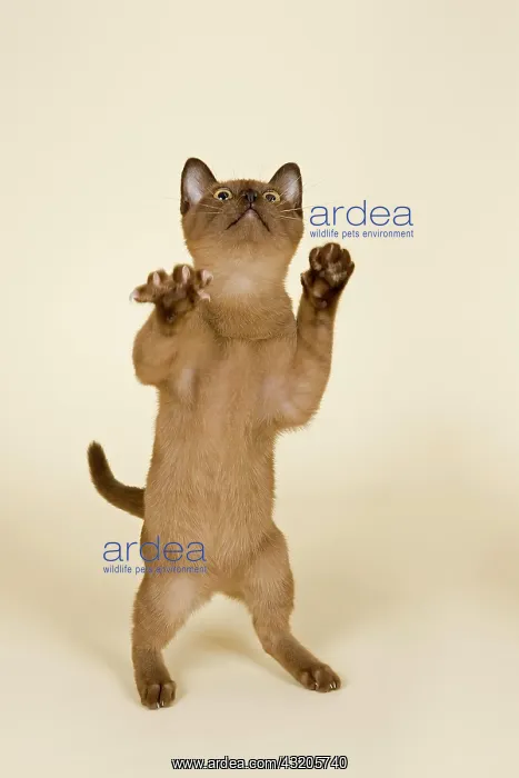 : Tonkinese cat, 4 months, male, Seal Sepia, stands : Tonkinese cat, 4 months, male, Seal Sepia, stands