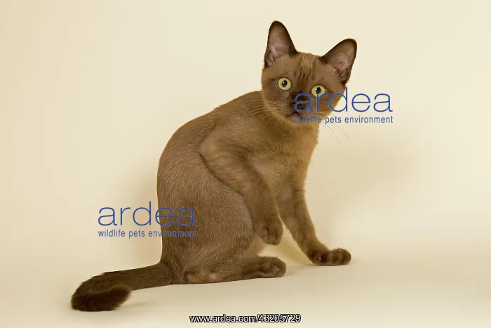 : Tonkinese cat, 4 months, male, Seal Sepia Tokanese : Tonkinese cat, 4 months, male, Seal Sepia Tokanese