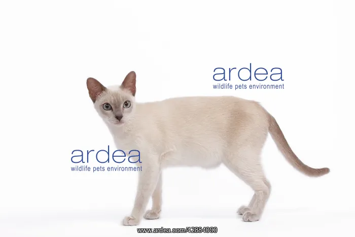  : Tonkinese cat - Lilac - in studio