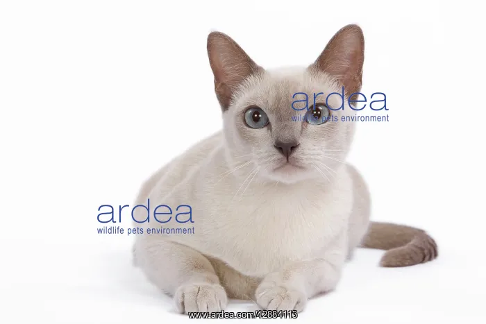  : Tonkinese Cat - Lilac in studio