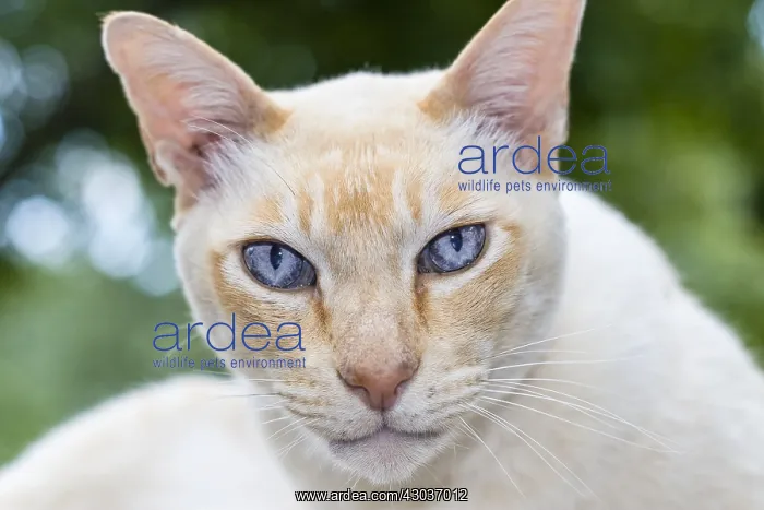 : Tonkinese Cat - Norfolk UK : Tonkinese Cat - Norfolk UK