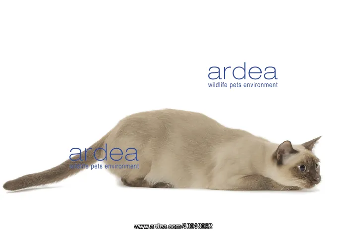 : Tonkinese Cat (Siamese and Burmese cross) : Tonkinese Cat (Siamese and Burmese cross)