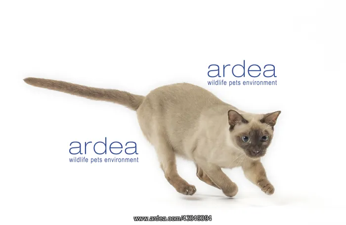 : Tonkinese Cat (Siamese and Burmese cross) : Tonkinese Cat (Siamese and Burmese cross)