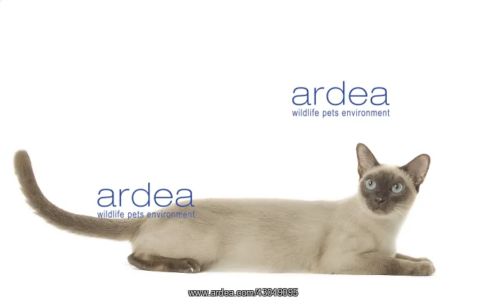 : Tonkinese Cat (Siamese and Burmese cross) : Tonkinese Cat (Siamese and Burmese cross)