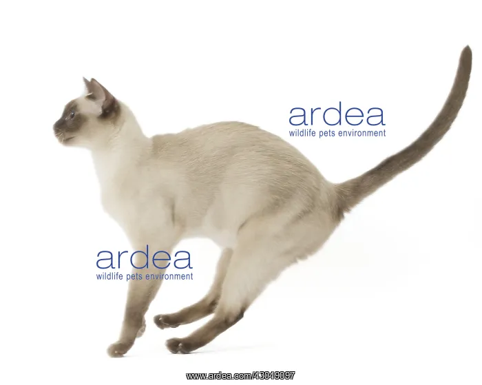 : Tonkinese Cat (Siamese and Burmese cross) : Tonkinese Cat (Siamese and Burmese cross)