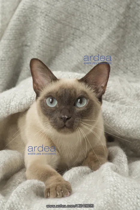 : Tonkinese Cat (Siamese and Burmese cross) : Tonkinese Cat (Siamese and Burmese cross)