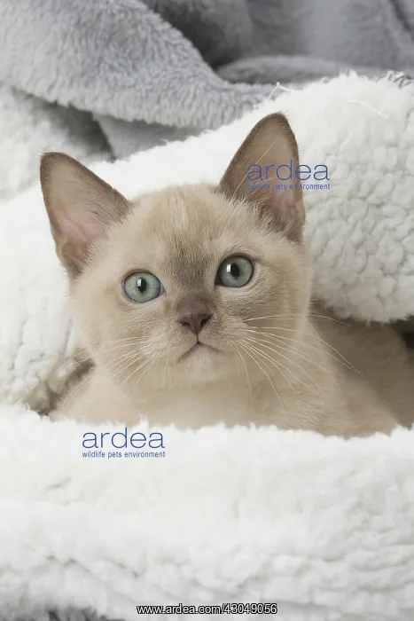 : Tonkinese Cat (Siamese and Burmese cross) kitten : Tonkinese Cat (Siamese and Burmese cross) kitten
