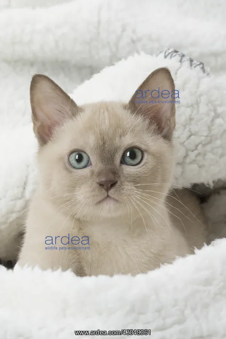 : Tonkinese Cat (Siamese and Burmese cross) kitten : Tonkinese Cat (Siamese and Burmese cross) kitten