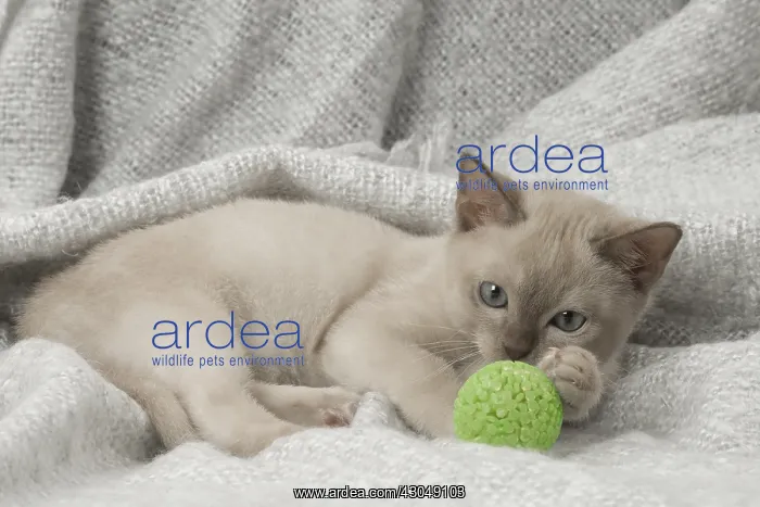 : Tonkinese Cat (Siamese and Burmese cross) kitten : Tonkinese Cat (Siamese and Burmese cross) kitten